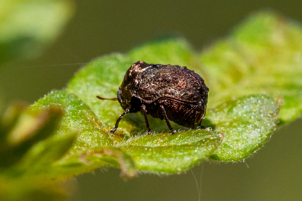 Neochlamisus comptoniae