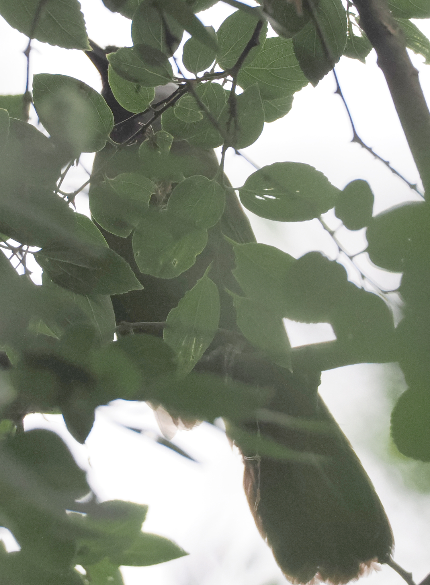 Black-throated Laughingthrush