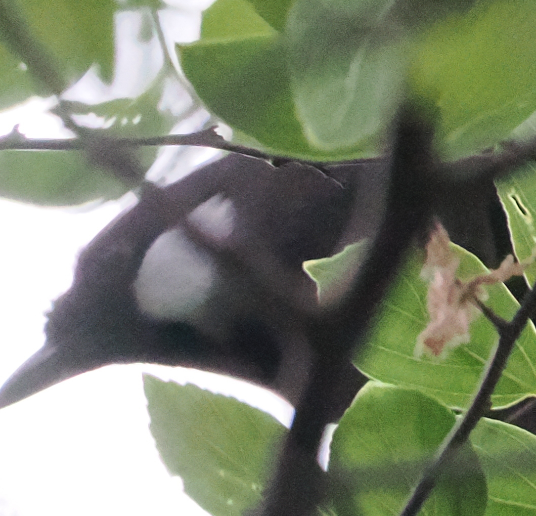 Black-throated Laughingthrush