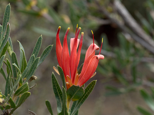Lambertia multiflora Lindl.