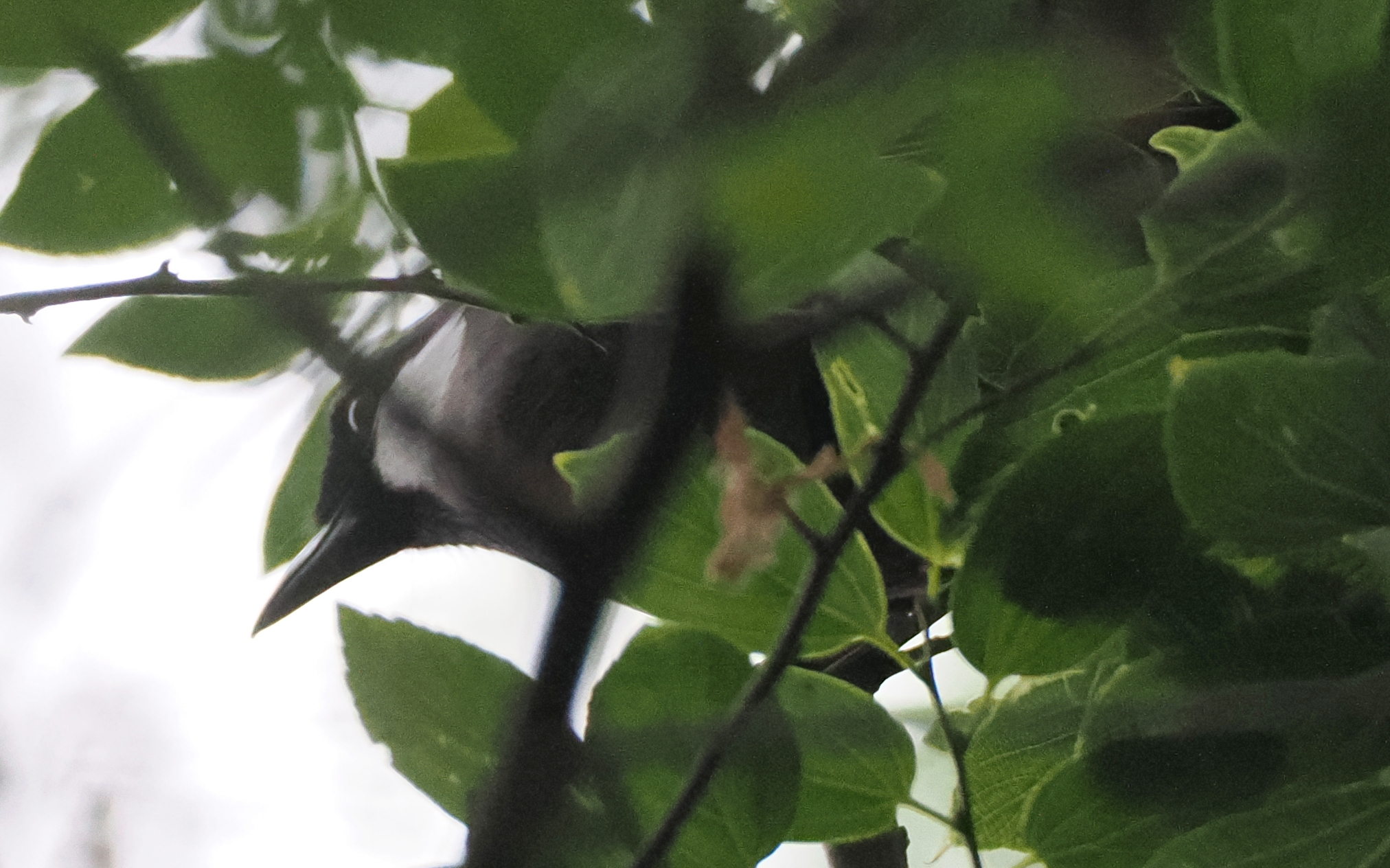 Black-throated Laughingthrush