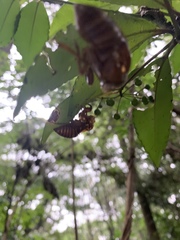 Graptopsaltria nigrofuscata