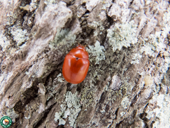 Stilodes scutellata