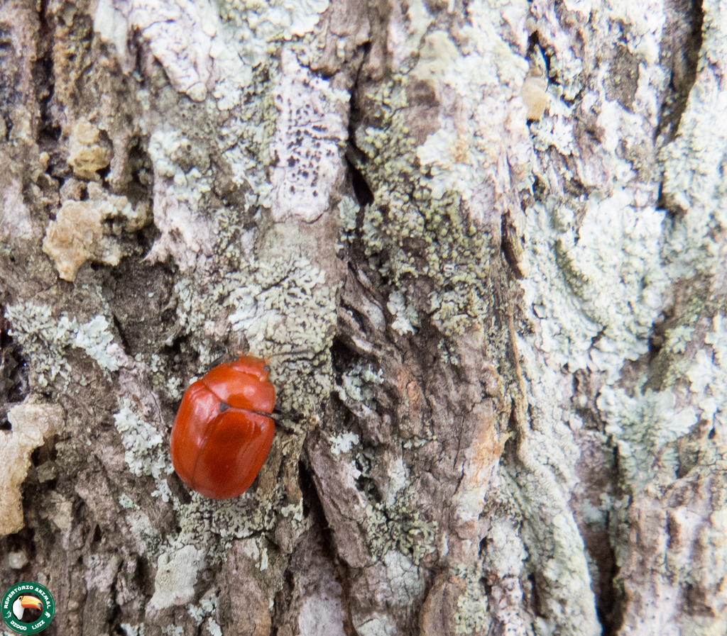 Stilodes scutellata