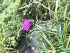 Cirsium oligophyllum