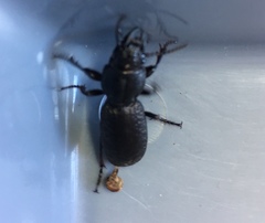 Mecodema crenaticolle