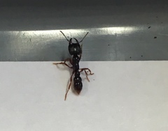 Mecodema crenaticolle