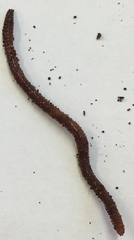 Mecodema crenaticolle