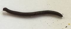 Mecodema crenaticolle