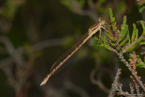 Common Winter Damselfly