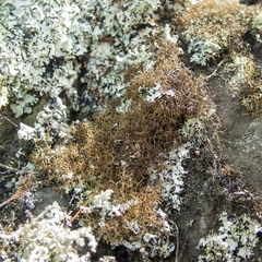 Cladia gorgonea