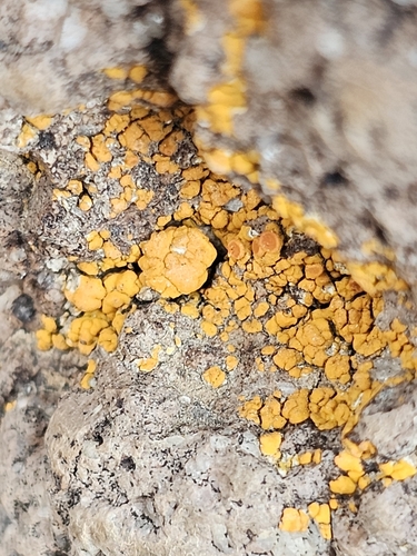 Squamulea squamosa