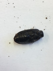 Mecodema crenaticolle