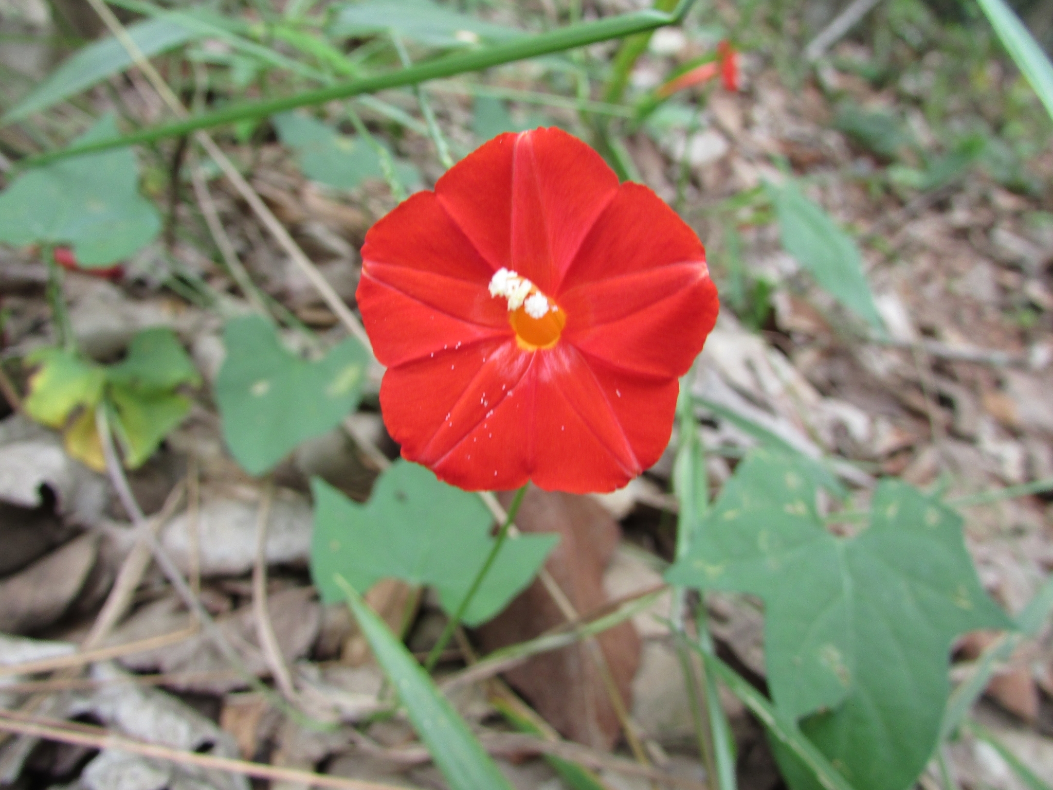 Ipomoea hederifolia