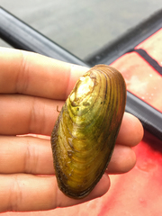 Anodonta kennerlyi