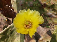 Opuntia rileyi