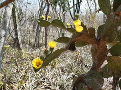 Opuntia rileyi