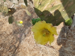 Opuntia rileyi