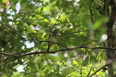 Oncostoma cinereigulare