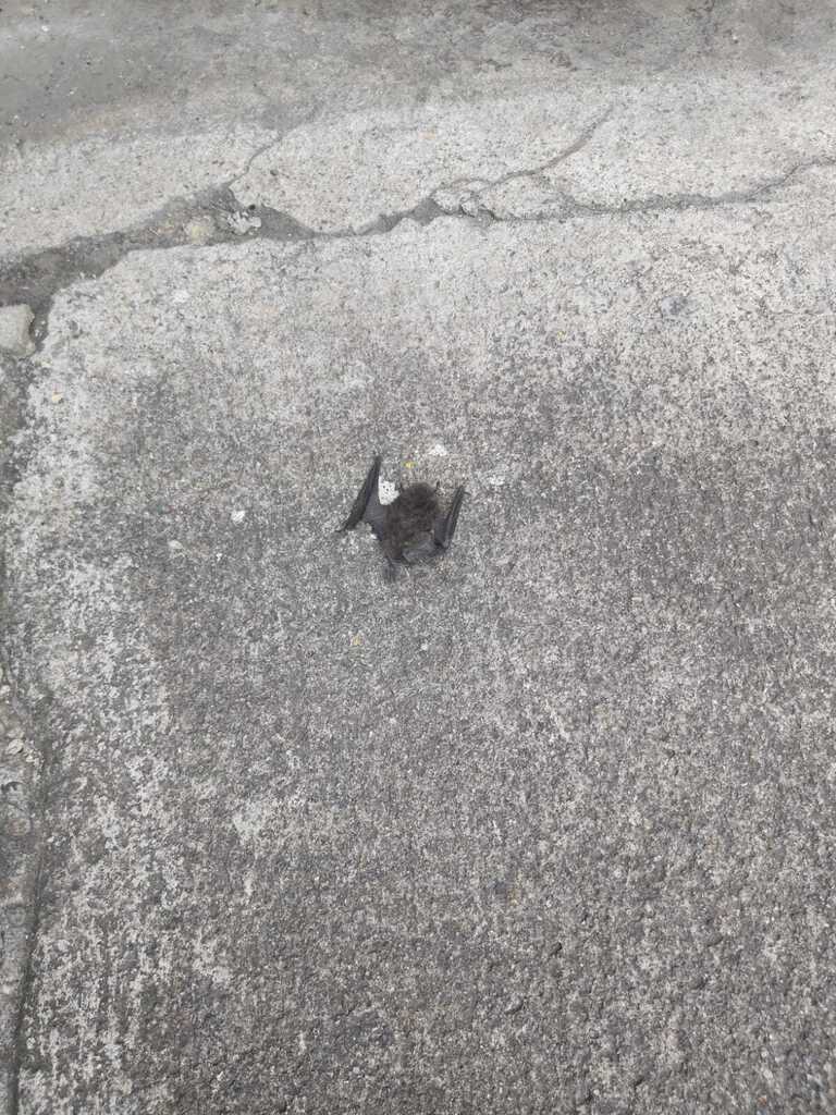 Little Black Serotine