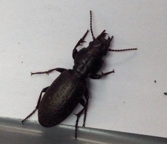 Mecodema crenaticolle