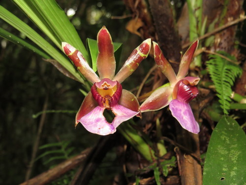 Image of Zygopetalum Maxillare (Zygopetalum maxillare) by (c) Diogo Luiz, some rights reserved (CC BY)