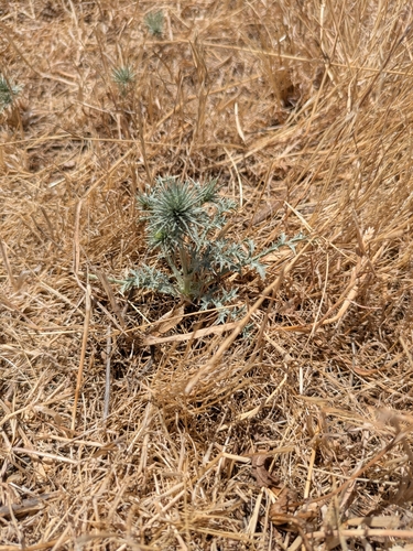 iNaturalist observation photo of California eryngo