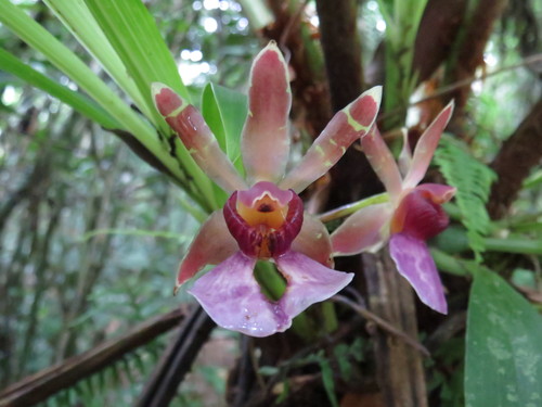 Image of Zygopetalum Maxillare (Zygopetalum maxillare) by (c) Diogo Luiz, some rights reserved (CC BY)