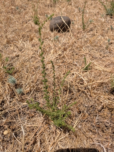 iNaturalist observation photo of Holocarpha