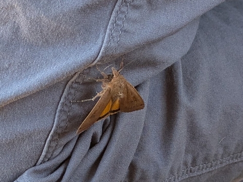 iNaturalist observation photo of Large Yellow Underwing