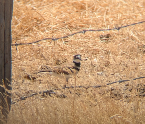 iNaturalist observation photo of Killdeer