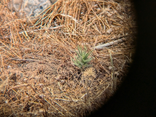 iNaturalist observation photo of Spikeweeds