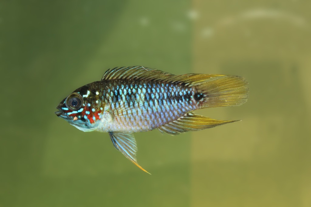 Borelli's dwarf cichlid (Apistogramma borellii) — Cichlidae