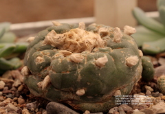 Lophophora diffusa