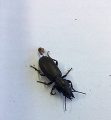 Mecodema crenaticolle