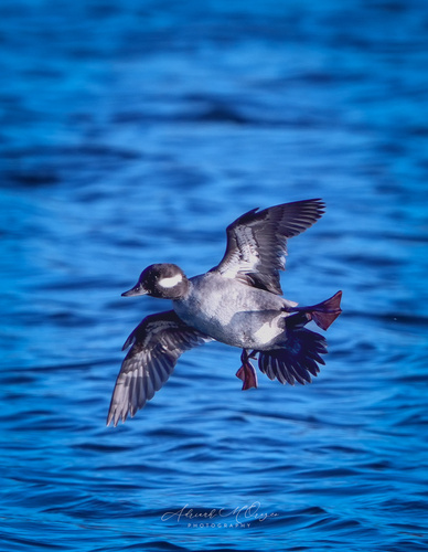 Bufflehead photographed in Illinois