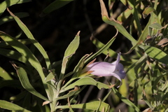 Eremophila freelingii