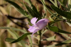 Eremophila freelingii