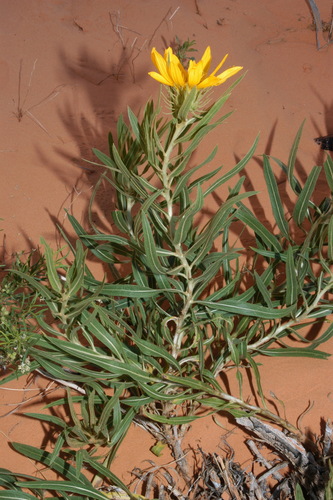 Scabrethia scabra ssp. attenuata