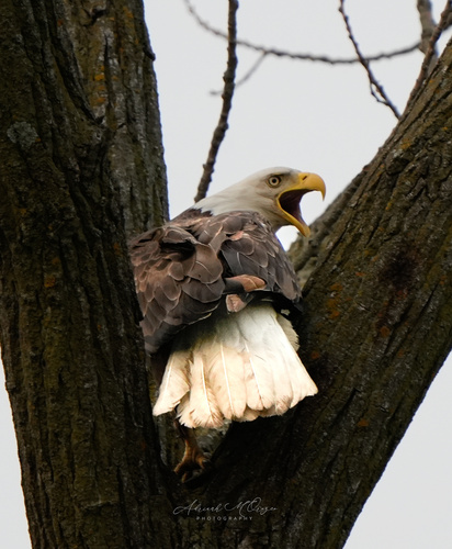 Bald Eagle photographed in Illinois