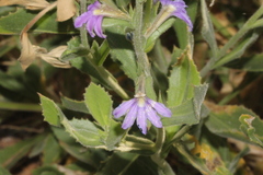 Scaevola parvibarbata