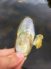 Anodonta kennerlyi