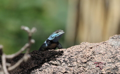 Sceloporus minor