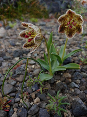 Fritillaria purdyi
