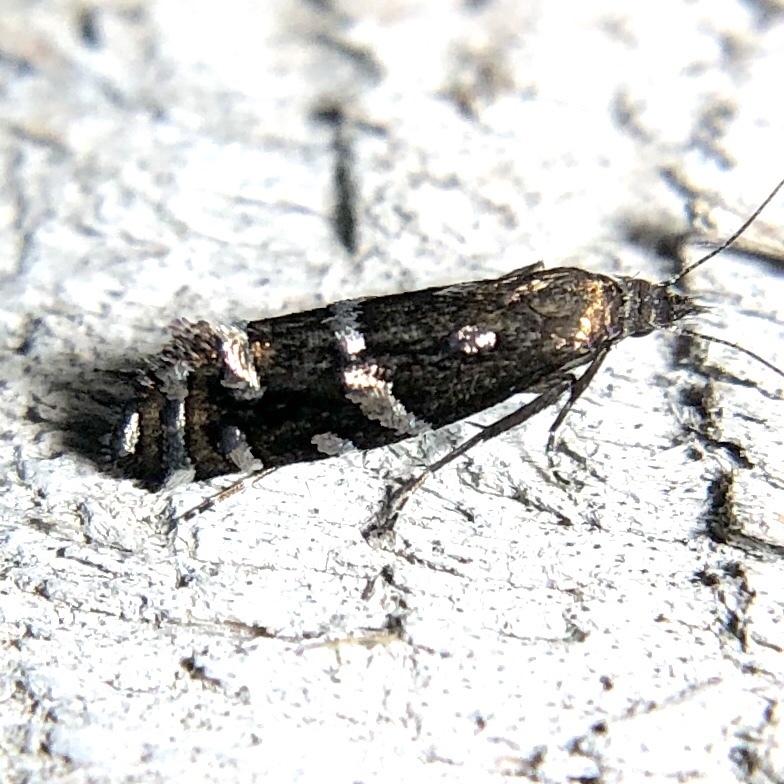 Drymoana blanchardi