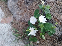 Anoda cristata