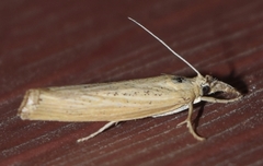 Pediasia dorsipunctellus