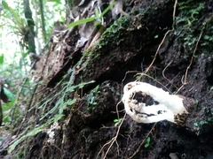 Blumenavia angolensis