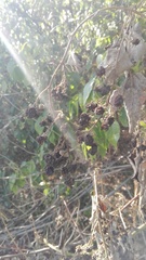 Rubus ulmifolius
