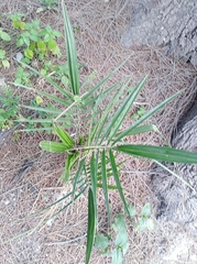 Phoenix canariensis